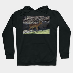 Impala Hoodie